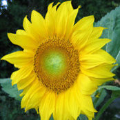 Dena Harris's photo
