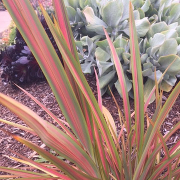Drought tolerant Australian and CA native garden