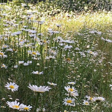 Water wise Citived garden