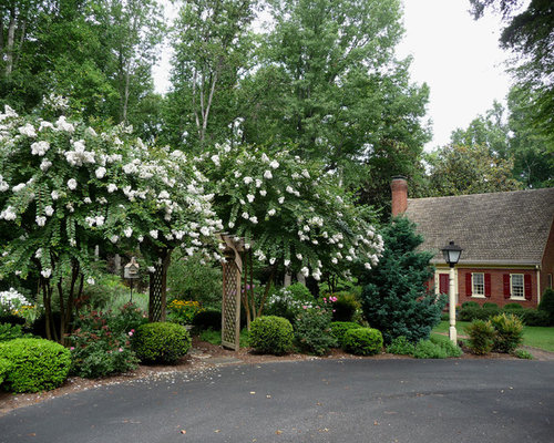 Crepe Myrtle Landscaping | Houzz