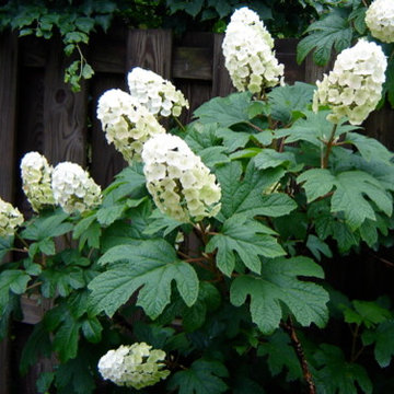 Oak Leaf Hydrangea