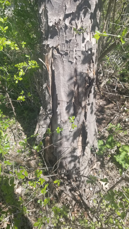 15y Sick Maple Trees