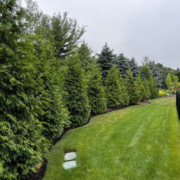 Green Giant Arborvitae Privacy Wall