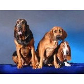 Chris Dillenburg's photo