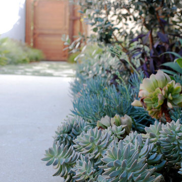 Drought Tolerant Landscape in Eagle Rock, CA