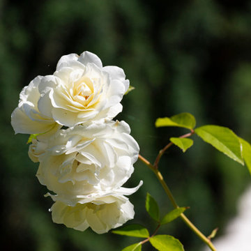Un jardin fleuri dans un monastère
