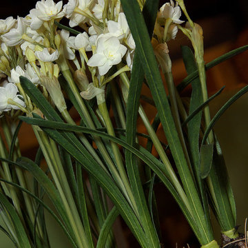Indoor Gardens