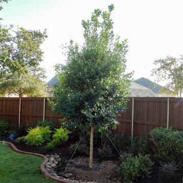 Evergreen Trees & Shrubs