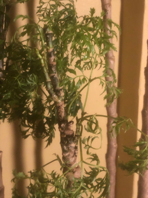 Scale bugs vs Neem Oil