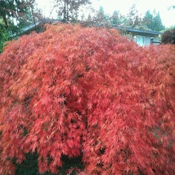 Frost Nursery - 156445_2446438616261_1259319486_n Burnt fall colour of japanese maple waterfall. - Plants