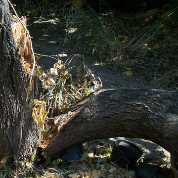 Malattie, parassiti, avversità