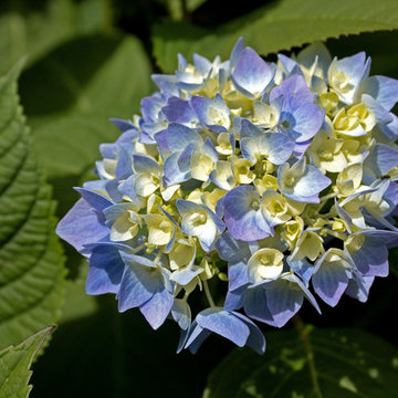 Hydrangea