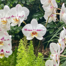 Orchids