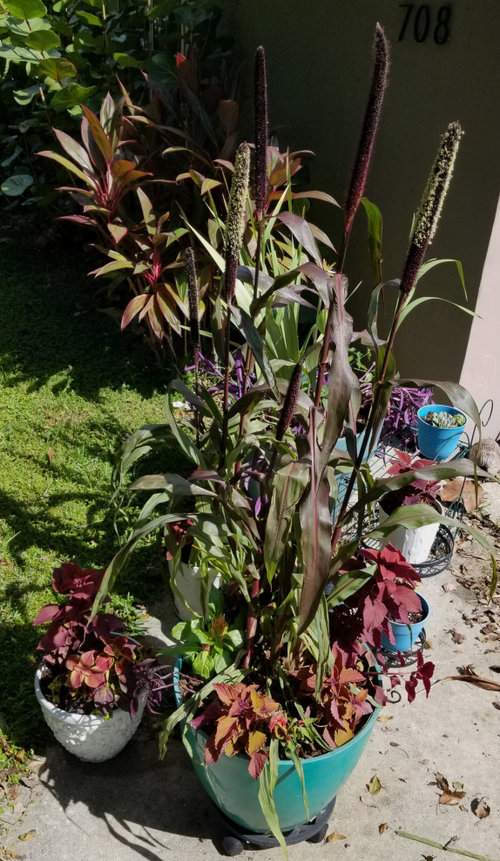 Growing Ornamental Millet so much fun!