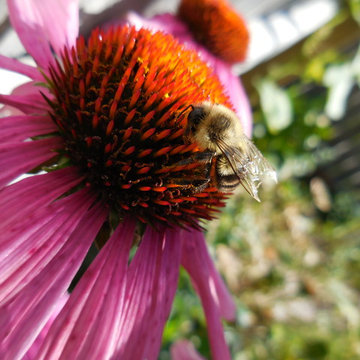 Butterfly Garden