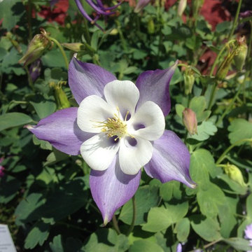 Anemone
