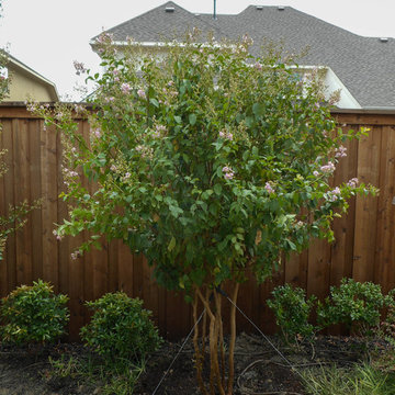 Muskogee Crape Myrtle