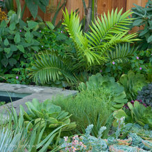 Succulent Gardens