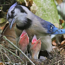 Birds!