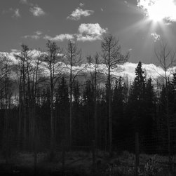 Acacias, British Columbia - Prints And Posters