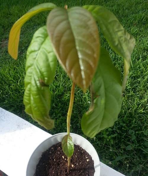 Avocado leaves turning brown? What to do?