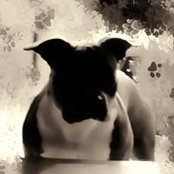 Werdo Ravills foto