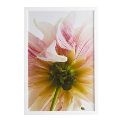CANDY STRIPE DAHLIA WALL ART - Prints And Posters