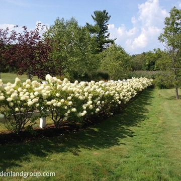 Hydrangea Fenceline