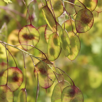 PLANT ASSOCIATIONS: Summer