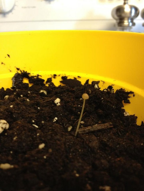 Ugly Mango Seedling?!