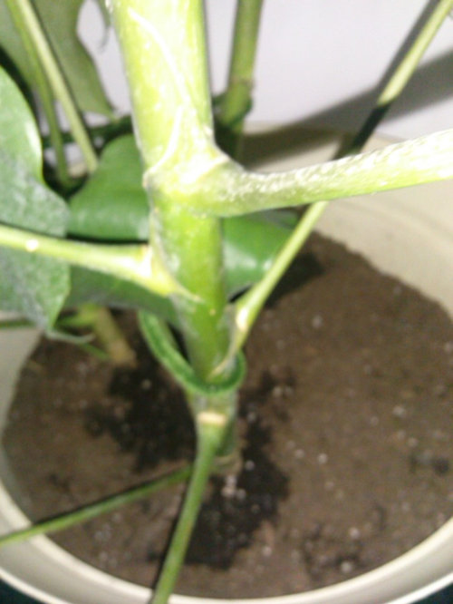 How Do You Save A Dying Umbrella Plant