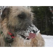 Shannan Breault's photo