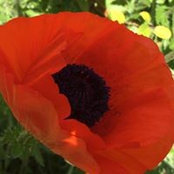 Jenny Cressman's photo