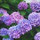 slapp11905