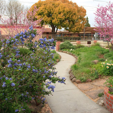 Mostly native California garden