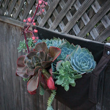 Home Succulents