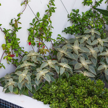Paddington Courtyard Pool + Garden