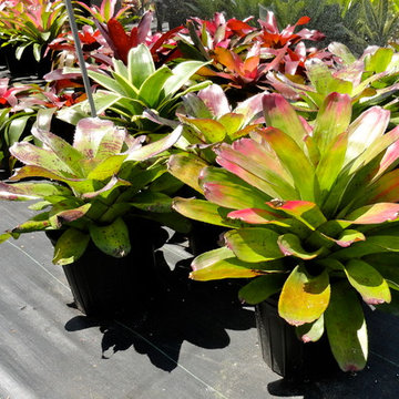 Tropical Accent Plants