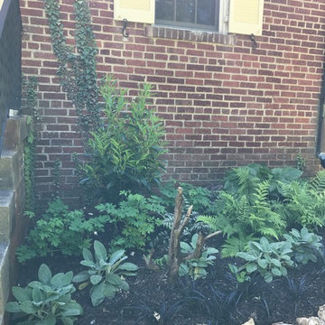 Chevy Chase Foundation Planting
