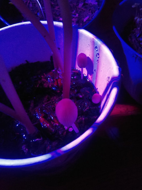 Mushrooms in potting mix?! Why?