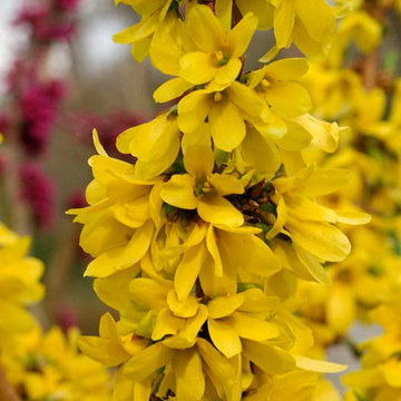 Show Off® Starlet Forsythia