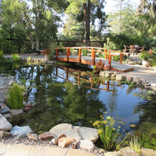 Koi Pond Densmore