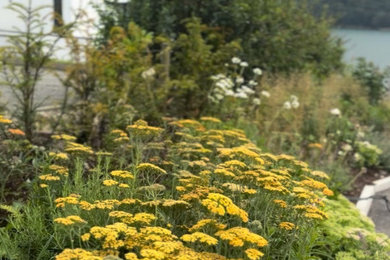 The Coastal Garden