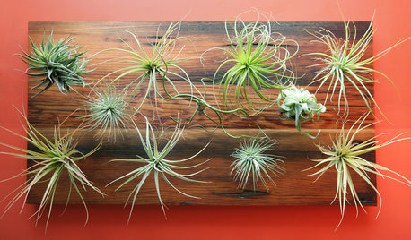 Dirt Optional: Amazing Air Plants for Wall or Tree