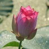 Veron Lim's photo