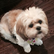 Kirsten Powers's photo