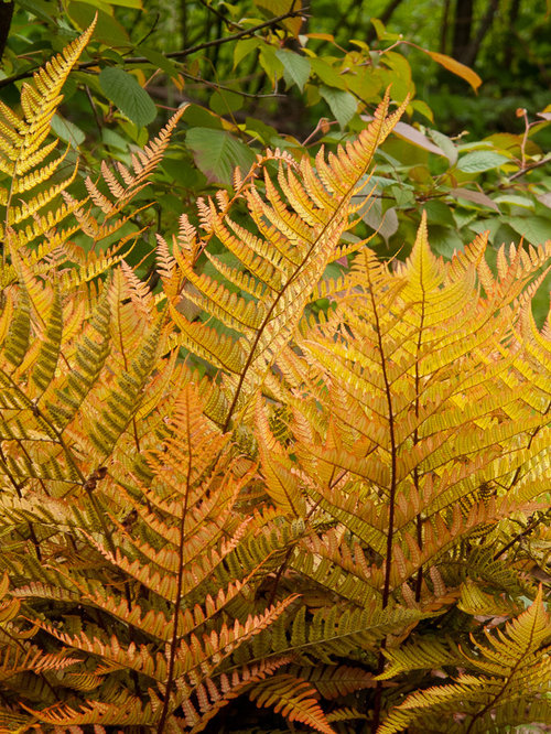 Shade Plants Zone 6 Ideas, Pictures, Remodel and Decor