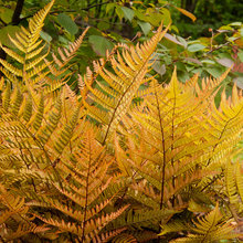Fern Gardens