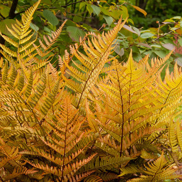 Great Design Plants