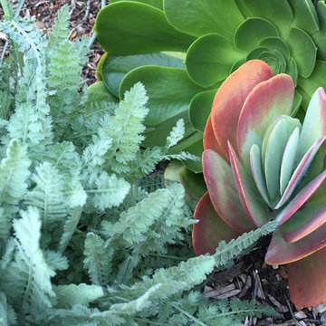 bold and feathery